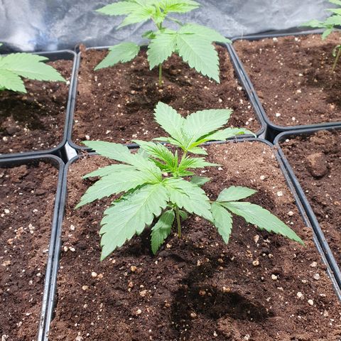 ZMAC growlog timeline photo