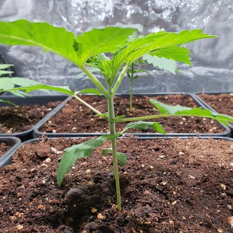 ZMAC growlog timeline photo