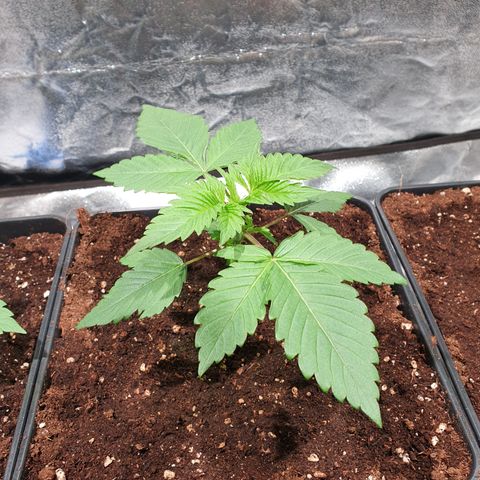 ZMAC growlog timeline photo