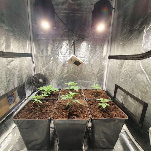 ZMAC growlog timeline photo