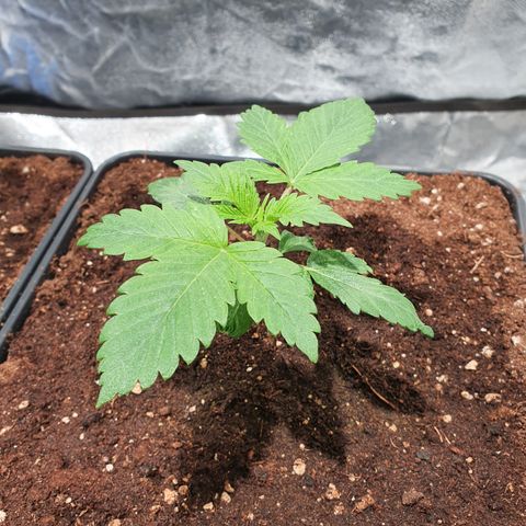 ZMAC growlog timeline photo