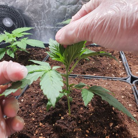 ZMAC growlog timeline photo