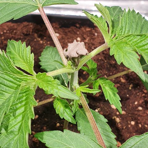 ZMAC growlog timeline photo