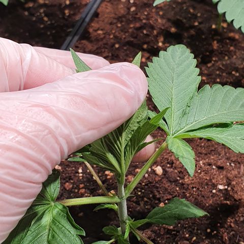 ZMAC growlog timeline photo
