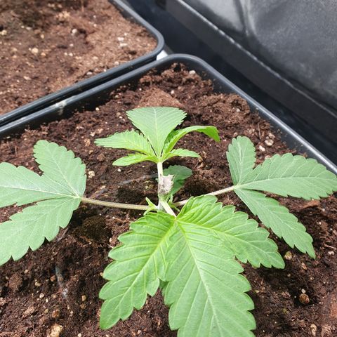 ZMAC growlog timeline photo