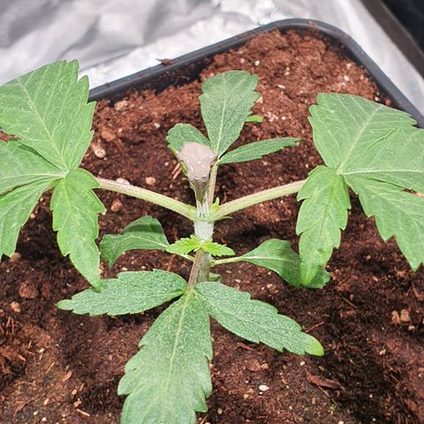 ZMAC growlog timeline photo