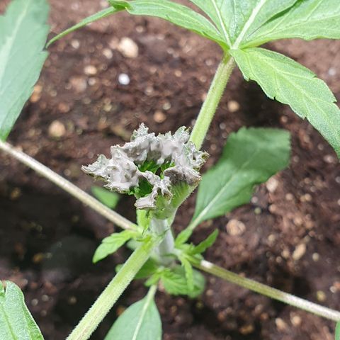 ZMAC growlog timeline photo