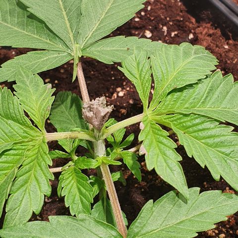 ZMAC growlog timeline photo