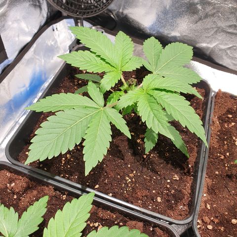 ZMAC growlog photo: Excelente color y aspecto