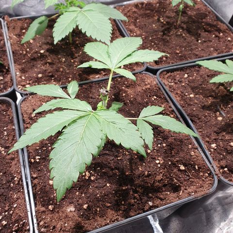 ZMAC growlog photo: Excelente color y aspecto
