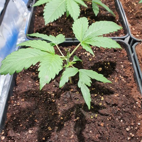 ZMAC growlog photo: Excelente color y aspecto