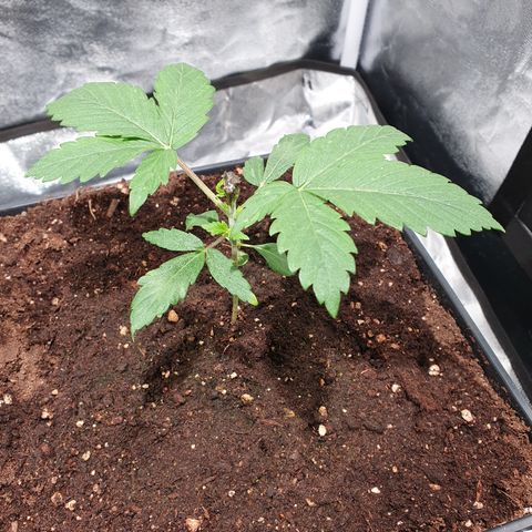 ZMAC growlog photo: Excelente color y aspecto