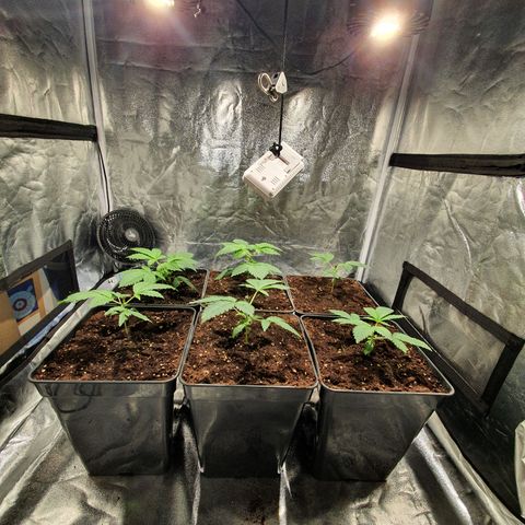 ZMAC growlog photo: Excelente color y aspecto