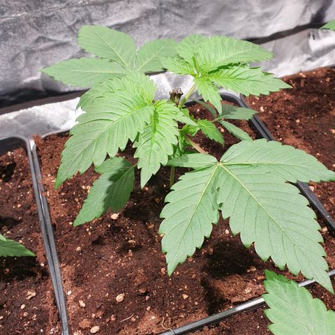 ZMAC growlog photo: Excelente color y aspecto