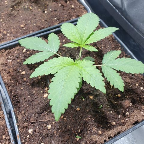 ZMAC growlog photo: Excelente color y aspecto
