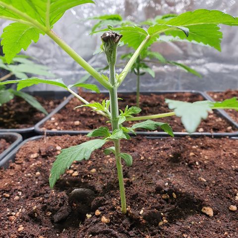ZMAC growlog photo: Excelente color y aspecto