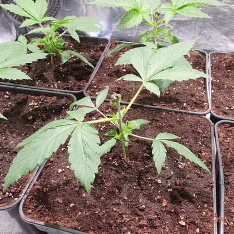 ZMAC growlog timeline photo