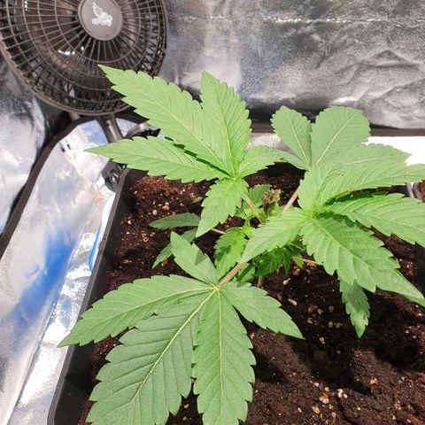 ZMAC growlog timeline photo