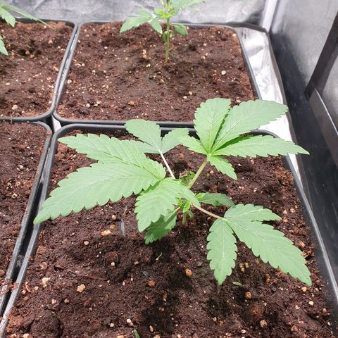 ZMAC growlog timeline photo