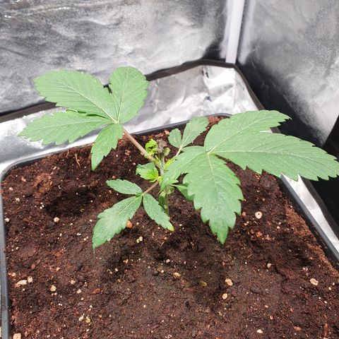 ZMAC growlog timeline photo