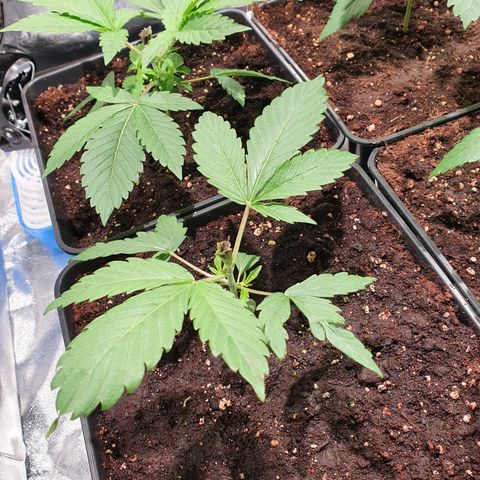 ZMAC growlog timeline photo
