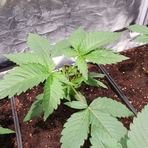 ZMAC growlog timeline photo