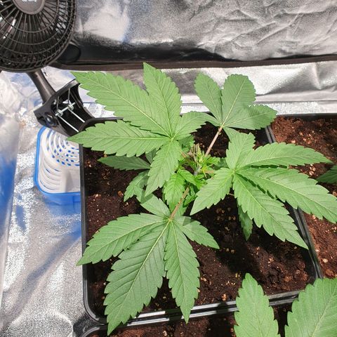 ZMAC growlog timeline photo