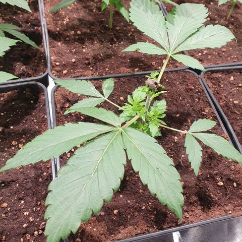 ZMAC growlog timeline photo