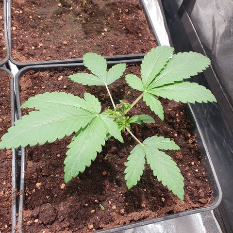 ZMAC growlog timeline photo