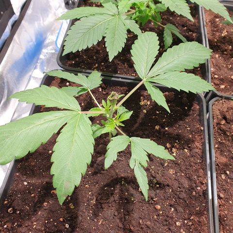 ZMAC growlog timeline photo
