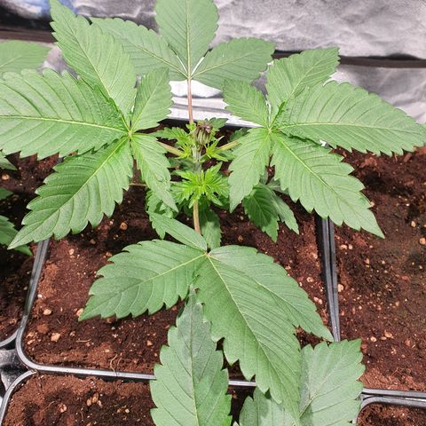 ZMAC growlog timeline photo