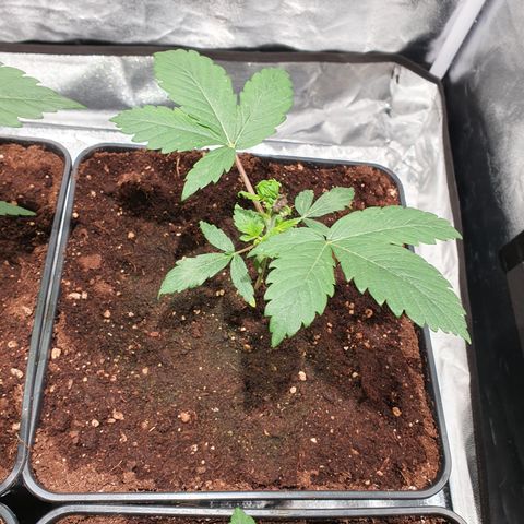 ZMAC growlog timeline photo