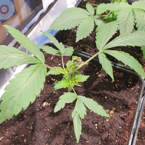 ZMAC growlog photo: Se recuperan muy bien de la poda FIM