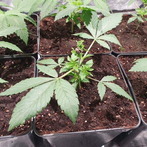 ZMAC growlog photo: Se recuperan muy bien de la poda FIM