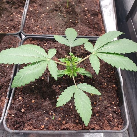 ZMAC growlog photo: Se recuperan muy bien de la poda FIM