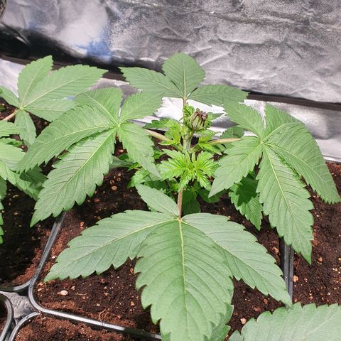 ZMAC growlog photo: Se recuperan muy bien de la poda FIM