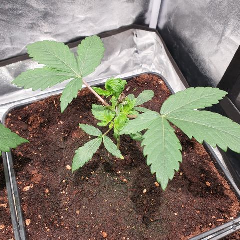 ZMAC growlog photo: Se recuperan muy bien de la poda FIM