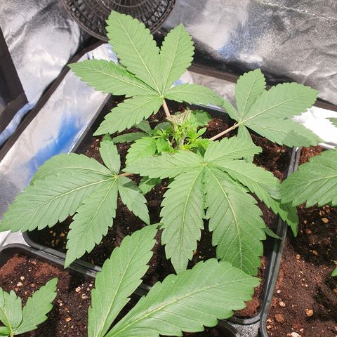 ZMAC growlog photo: Se recuperan muy bien de la poda FIM