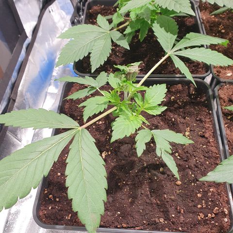 ZMAC growlog timeline photo