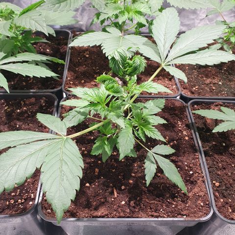 ZMAC growlog timeline photo