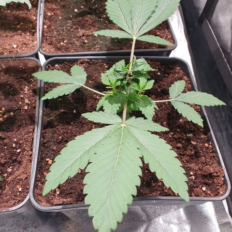 ZMAC growlog timeline photo