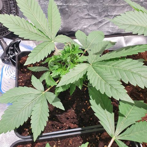 ZMAC growlog timeline photo