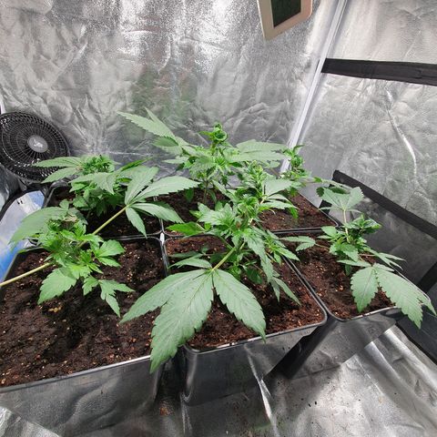 ZMAC growlog timeline photo