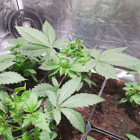 ZMAC growlog timeline photo
