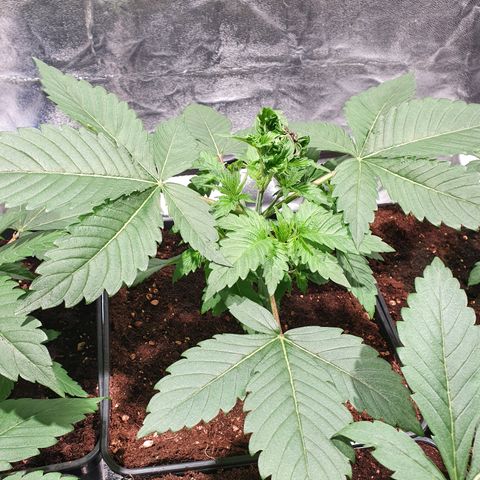 ZMAC growlog timeline photo