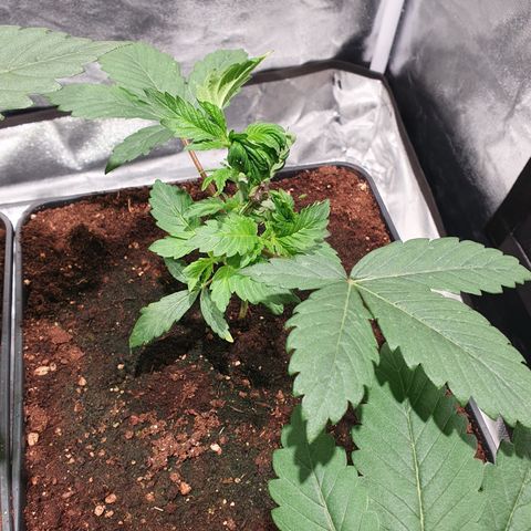ZMAC growlog timeline photo