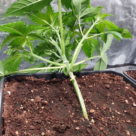 ZMAC growlog timeline photo
