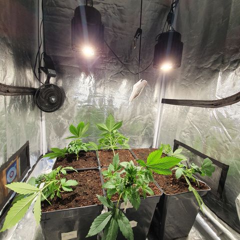 ZMAC growlog timeline photo