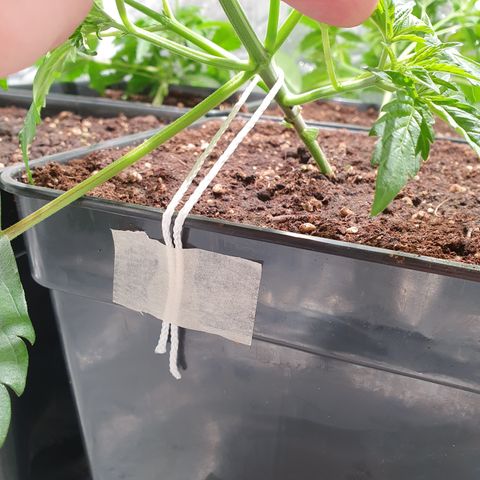 ZMAC growlog timeline photo