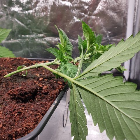 ZMAC growlog timeline photo